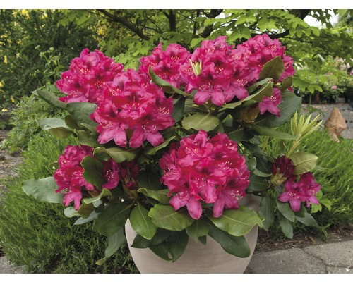 Rhododendron i kruka med frodiga, färgstarka blommor