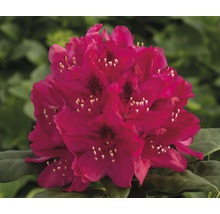 Blommande rhododendron i trädgården