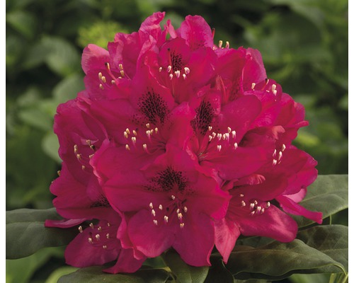 Rhododendron FLORASELF Rhododendron Hybride röd 20-30cm Co 2L
