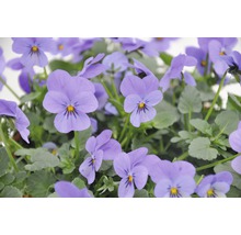 Närbild av penséblommor