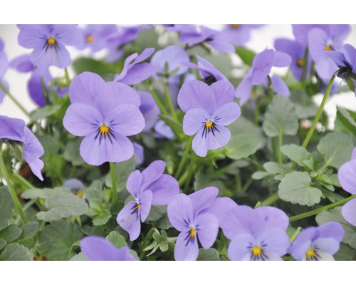 Närbild av penséblommor