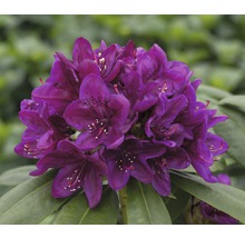 Närbild av en mörklila rhododendronblomma