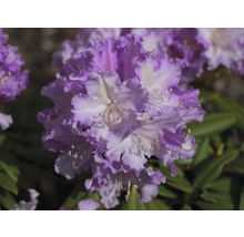 Närbild av en rhododendronblomma