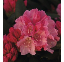 Storblommig alpros stam FLORASELF Rhododendron Hybride sorterad 50-80cm co 7,5L-thumb-0