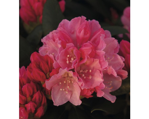 Storblommig alpros stam FLORASELF Rhododendron Hybride sorterad 50-80cm co 7,5L-0