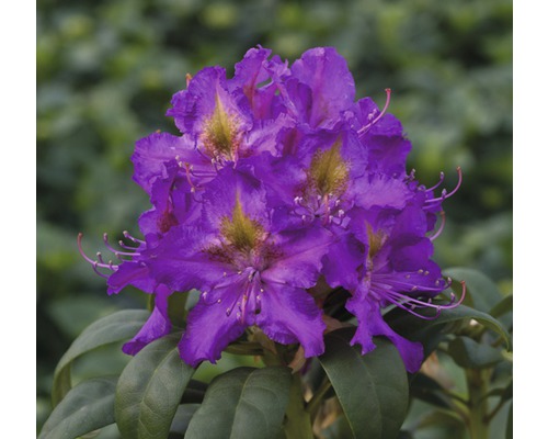 Storblommig alpros FLORASELF Rhododendron Hybride lila Co 5L