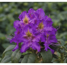 Storblommig alpros FLORASELF Rhododendron Hybride mörklila 40-50cm co 7,5L-thumb-0