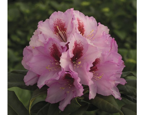 Storblommig alpros FLORASELF Rhododendron Hybride rosa 40-50cm co 7,5L