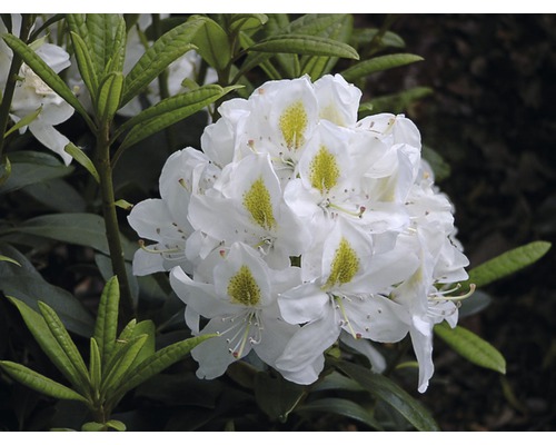 Storblommig alpros FLORASELF Rhododendron Hybride vit 40-50cm co 7,5L