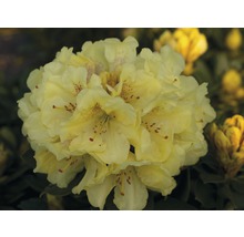 Storblommig alpros FLORASELF Rhododendron Hybride gul 40-50cm co 7,5L-thumb-0