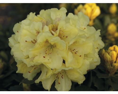 Storblommig alpros FLORASELF Rhododendron Hybride gul 30-40 cm co 5L