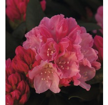 Närbild av en rhododendronblomma