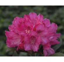 Närbild av en rhododendronblomma