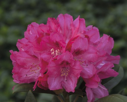 PraktrhododendronFLORASELF Rhododendron yakushimanum rosa 30-40cm co 5L