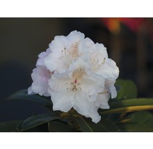 Närbild av en rhododendronblomma