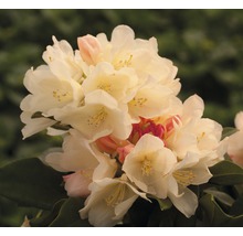 Närbild av en rhododendronblomma