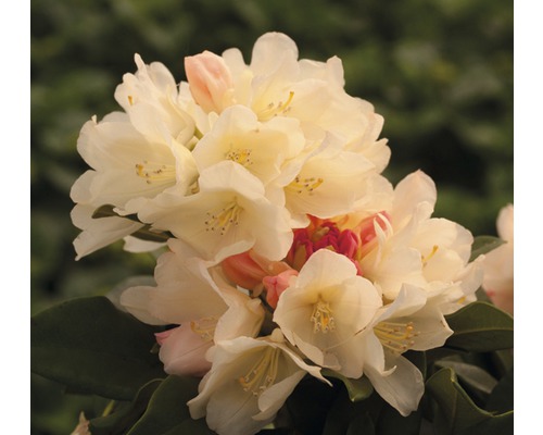 Praktrhododendron FLORASELF Rhododendron yakushimanum gul 30-40cm co 5L