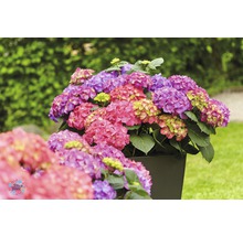 Hortensia Hydrangea macrophylla 'DIVA FIORE®' Co 5L upprepat blommande, sorterad