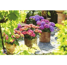 Hortensia Hydrangea macrophylla 'DIVA FIORE®' Co 5L upprepat blommande, sorterad