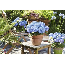 Hortensia Hydrangea macrophylla 'DIVA FIORE®' Co 5L upprepat blommande, sorterad