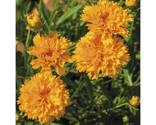 Ringblomma blommor i trädgården