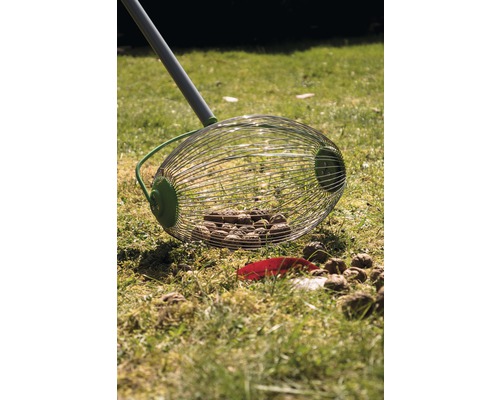 Nötplockare på en gräsmatta med nötter