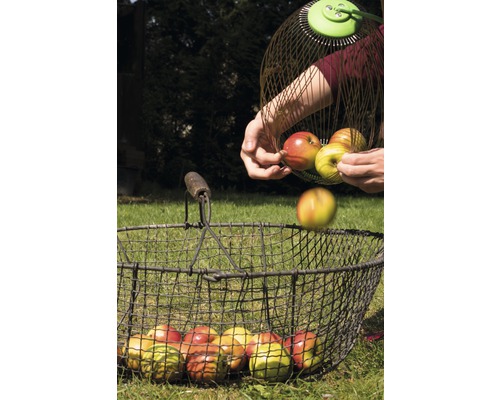 Person tömmer äpplen från en äppelplockare i en trådkorg.