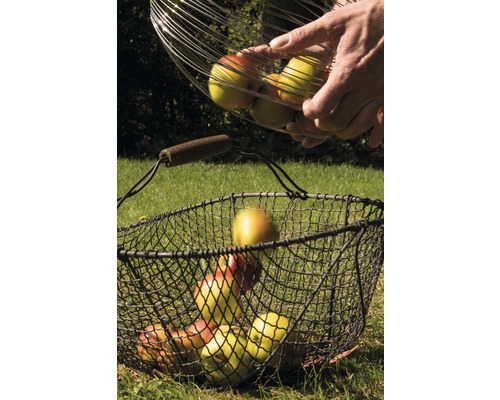 Äppelskörd med trådkorgar på en gräsmatta