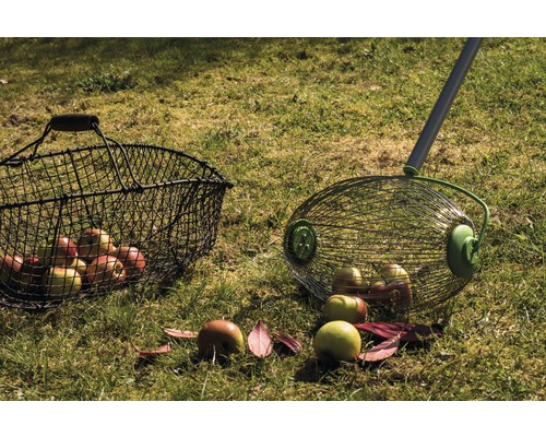 Äppelskörd med fruktplockare och uppsamlingskorg i trädgården