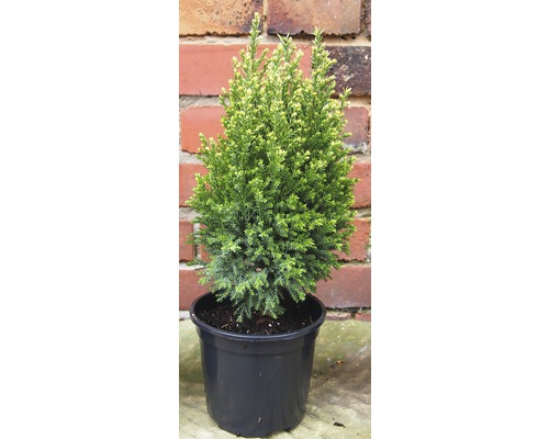 Cypress i kruka för utomhusbruk