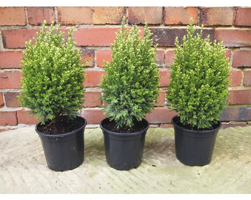 Tre krukväxter Thuja på ett bord framför en tegelvägg