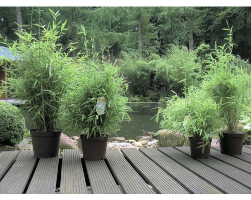 Bambuplantor i krukor på en träterrass, med en damm och träd i bakgrunden.