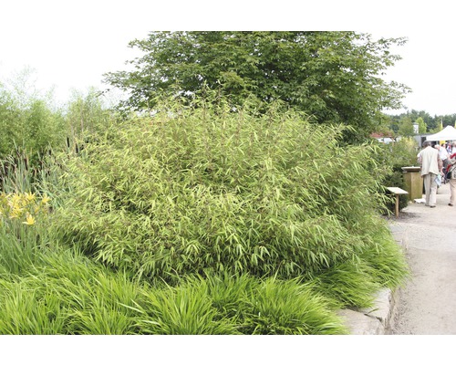 Bambubuske i trädgården