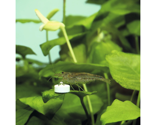 Räka i akvarium med vattenväxter