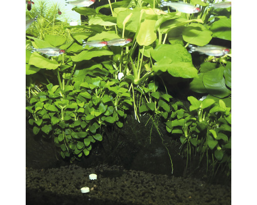 Akvarium med vattenväxter och fiskar