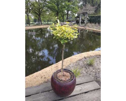 Klätterbenved stammad FLORASELF Euonymus fortunei 'Emerald'n Gold' stamhöjd 50cm Co 3L