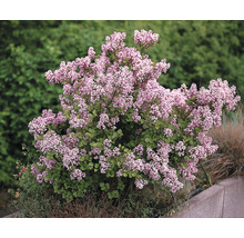 Blommande dvärgsyren i trädgården.