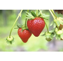 Närbild av röda jordgubbar på en växt