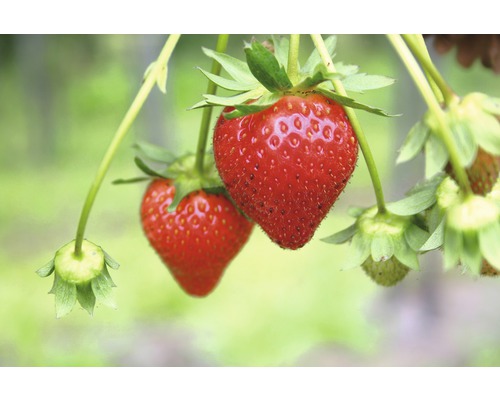 Närbild av röda jordgubbar på en växt