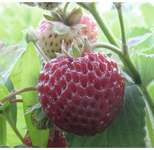 Närbild av ett moget jordgubbe på en jordgubbsplanta