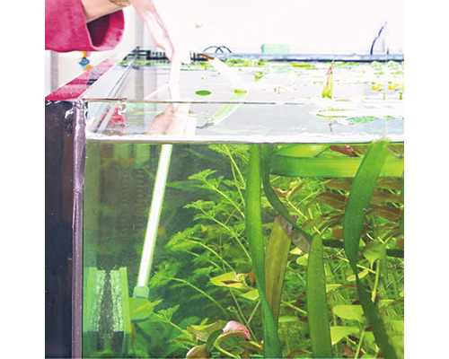 Akvarium med växter och person som rengör