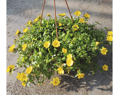 Hängande växt med gula blommor