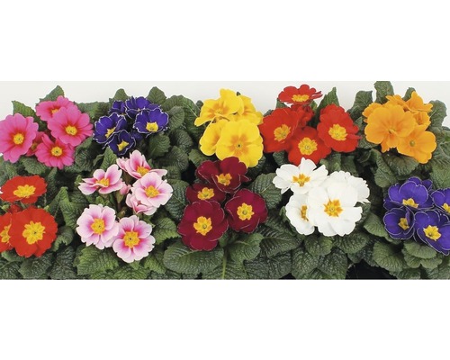 Mångfärgade primula blommor med gröna blad