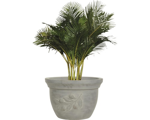Arecapalm i kruka med olivkvistsmotiv för inomhusbruk
