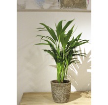 Areca palm i kruka på ett bord