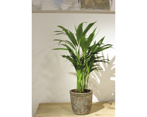 Areca palm i kruka på ett bord