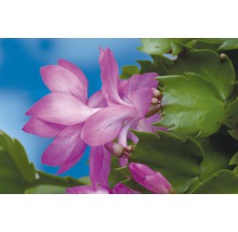 Blomma av en julkaktusplanta