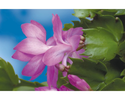 Blomma av en julkaktusplanta