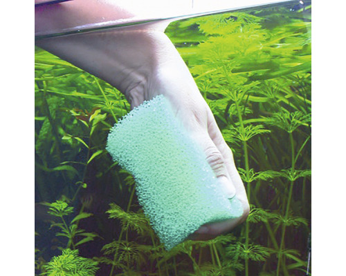Akvarierengöring med rengöringssvamp