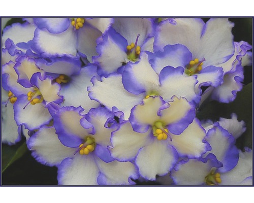 Närbild av afrikanska violblommor med bladkant